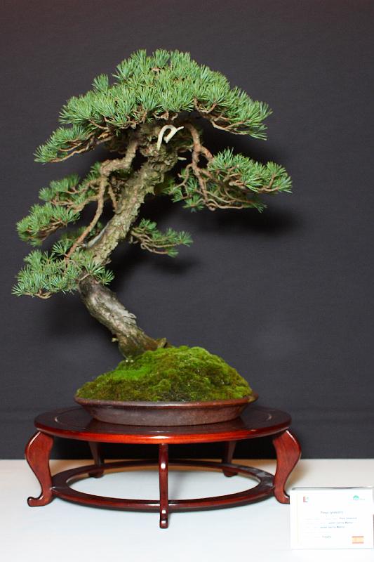 Bonsai, cay the, cay canh nghe thuat, cây cảnh nghệ thuật